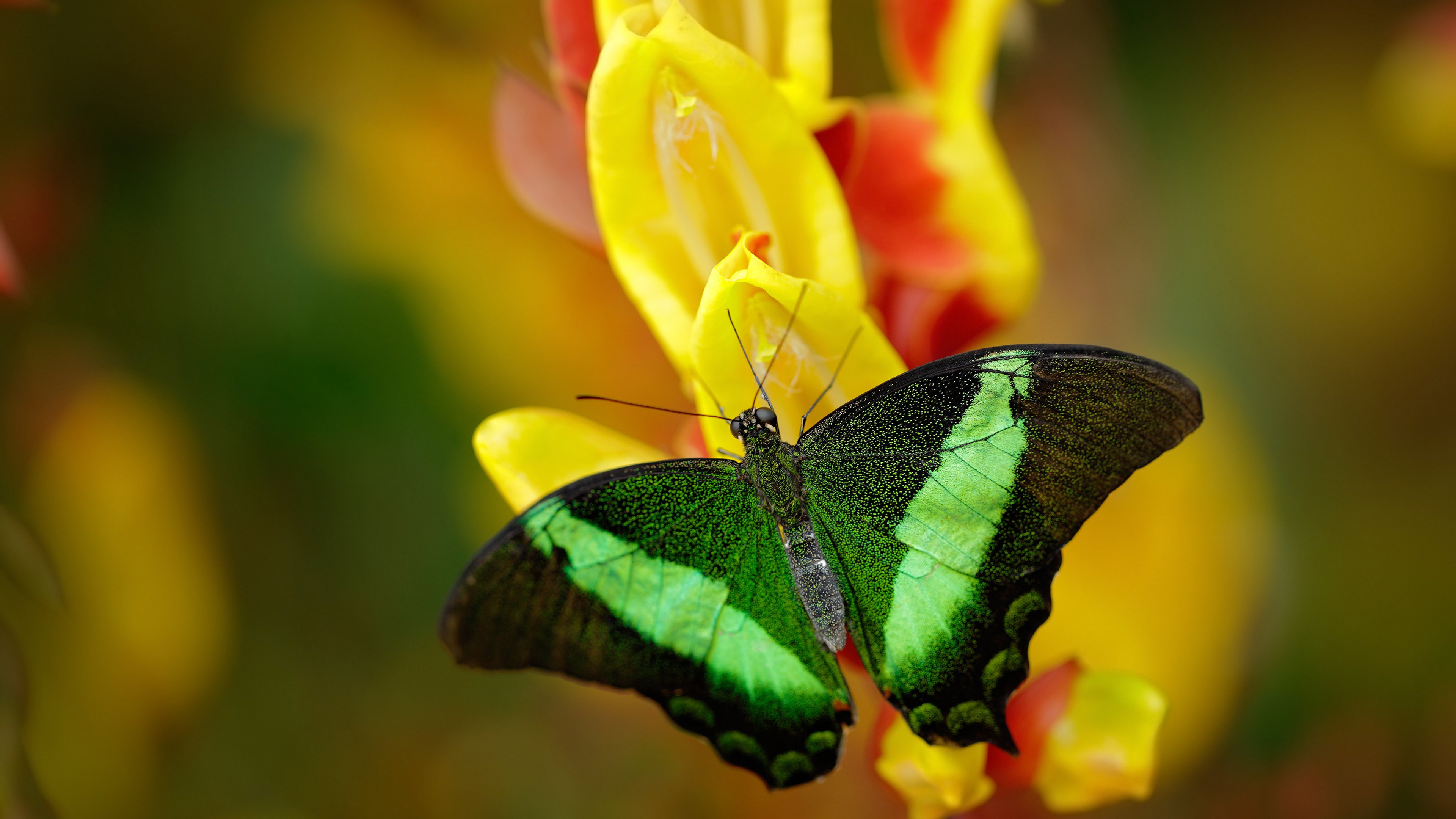 中国体操队技术研讨会聚焦新周期动作编排,中国体操队强项