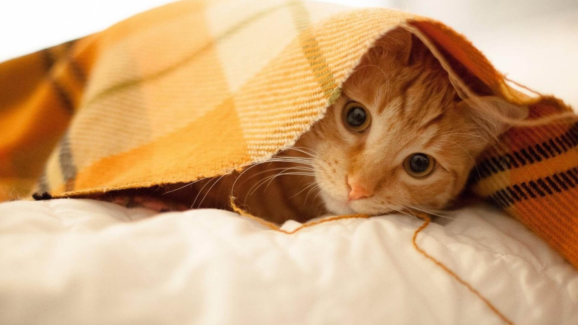 体育新闻中心发布青少年运动发展报告,青少年运动现状