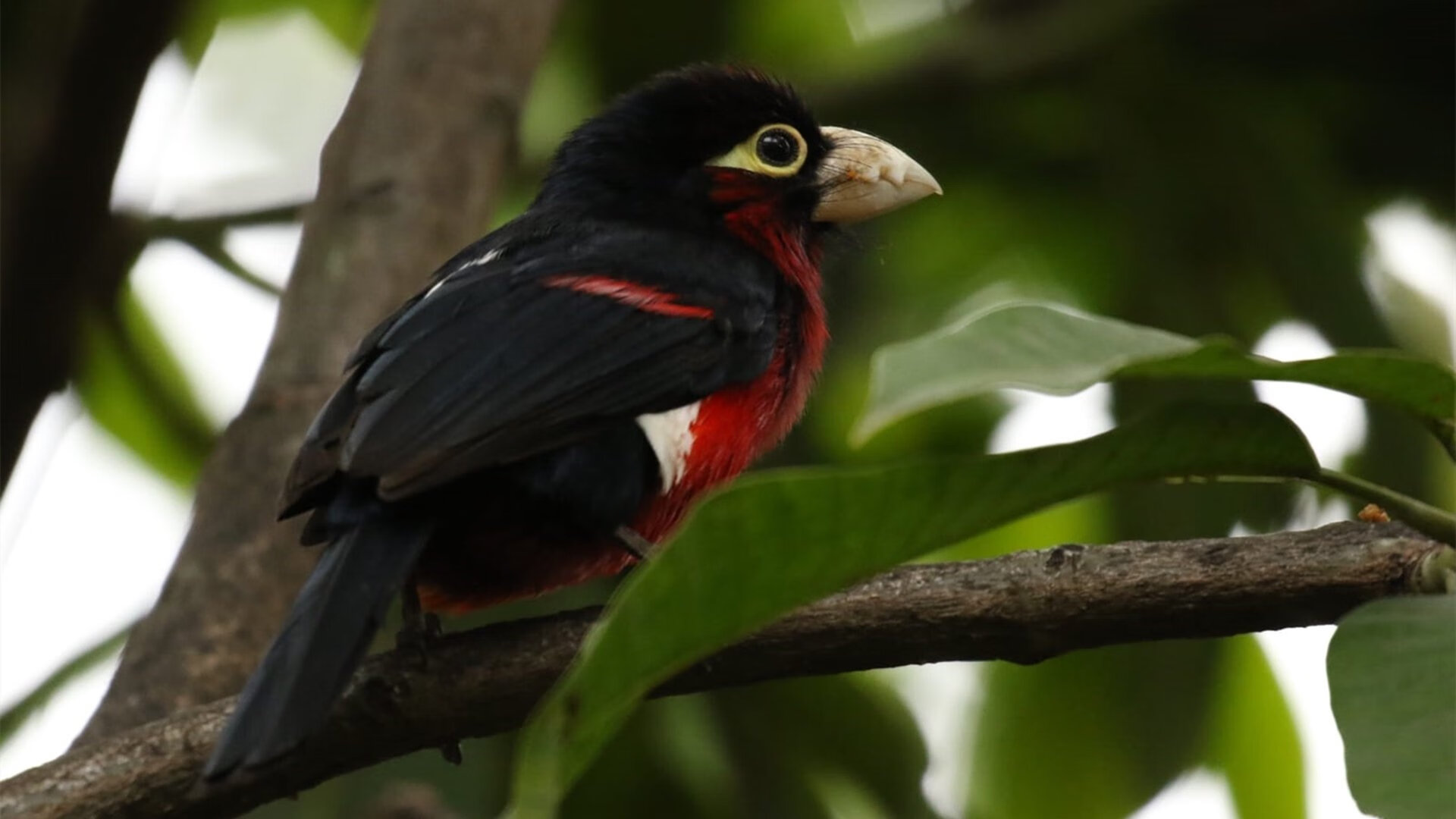 巴黎前场逼抢断球直接破门,巴黎遭遇联赛首败