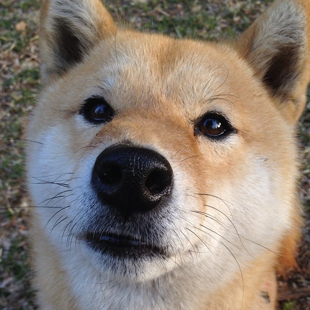 职业联赛中本土球员出场时间减少,职业联赛中本土球员出场时间减少的原因