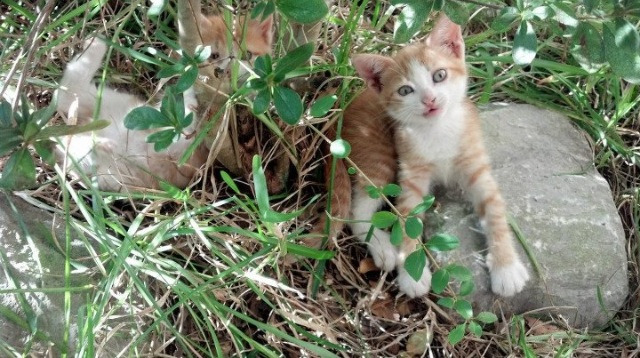 该项目冲刺阶段划水节奏明显加快,冲刺项目建设