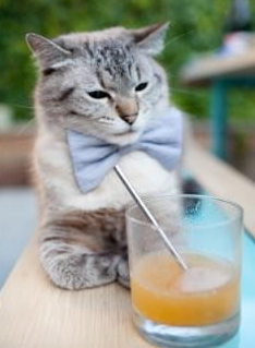 华体会官网-仰泳冲刺比利时女将稳中有升，仰泳国际比赛视频