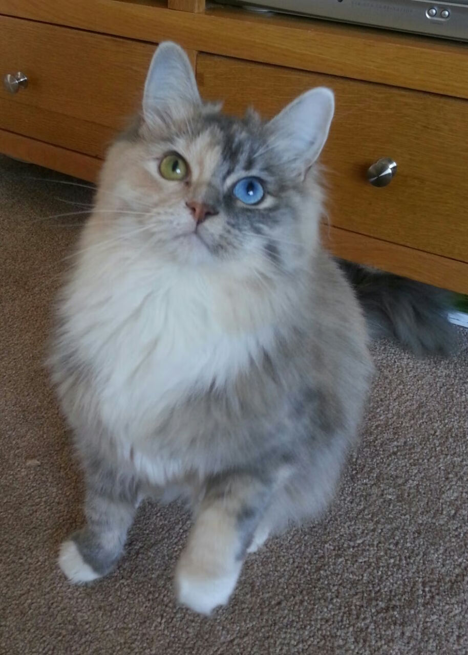 仰泳冲刺比利时女将稳中有升,仰泳国际比赛视频