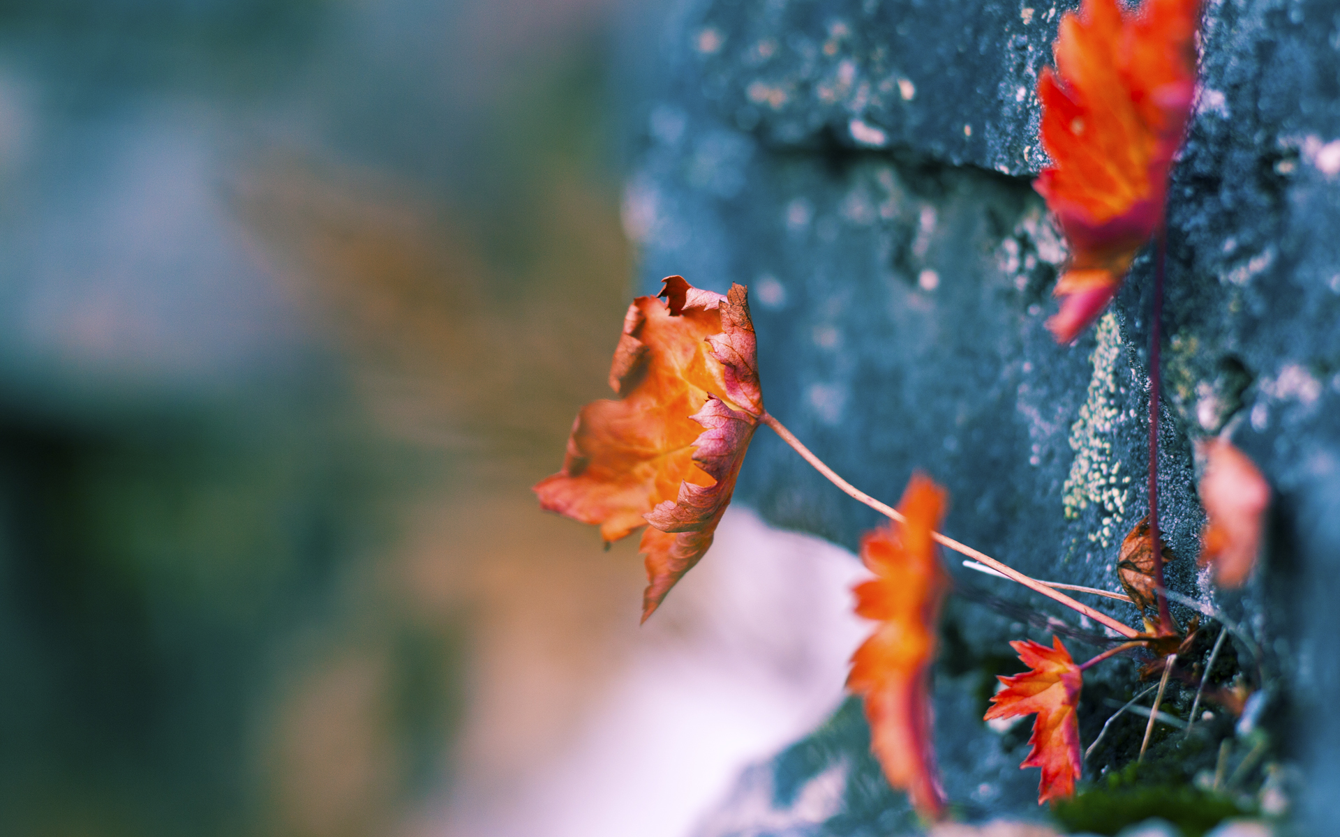 平台上线球迷投稿栏目鼓励用户参与内容共创形成社区归属感