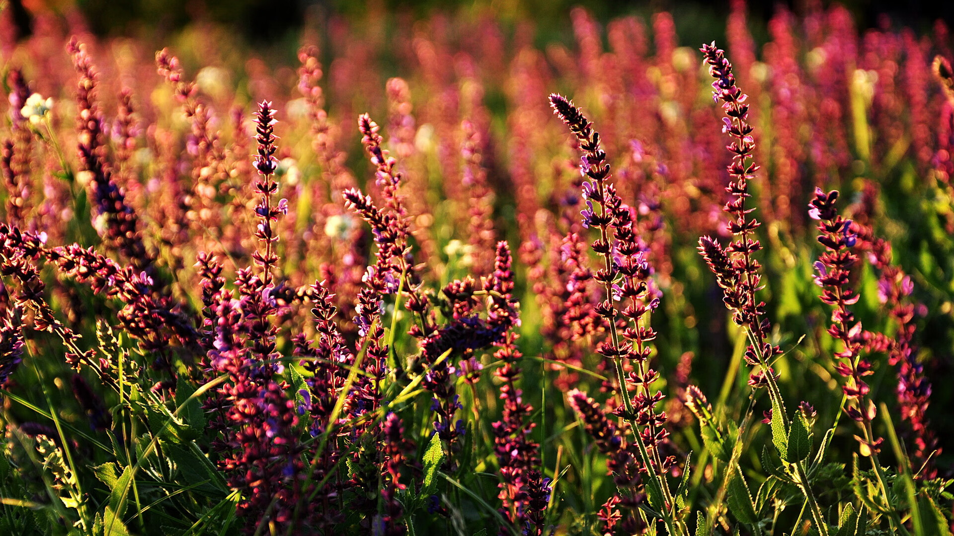 快船全队前往社区学校开展公益教学