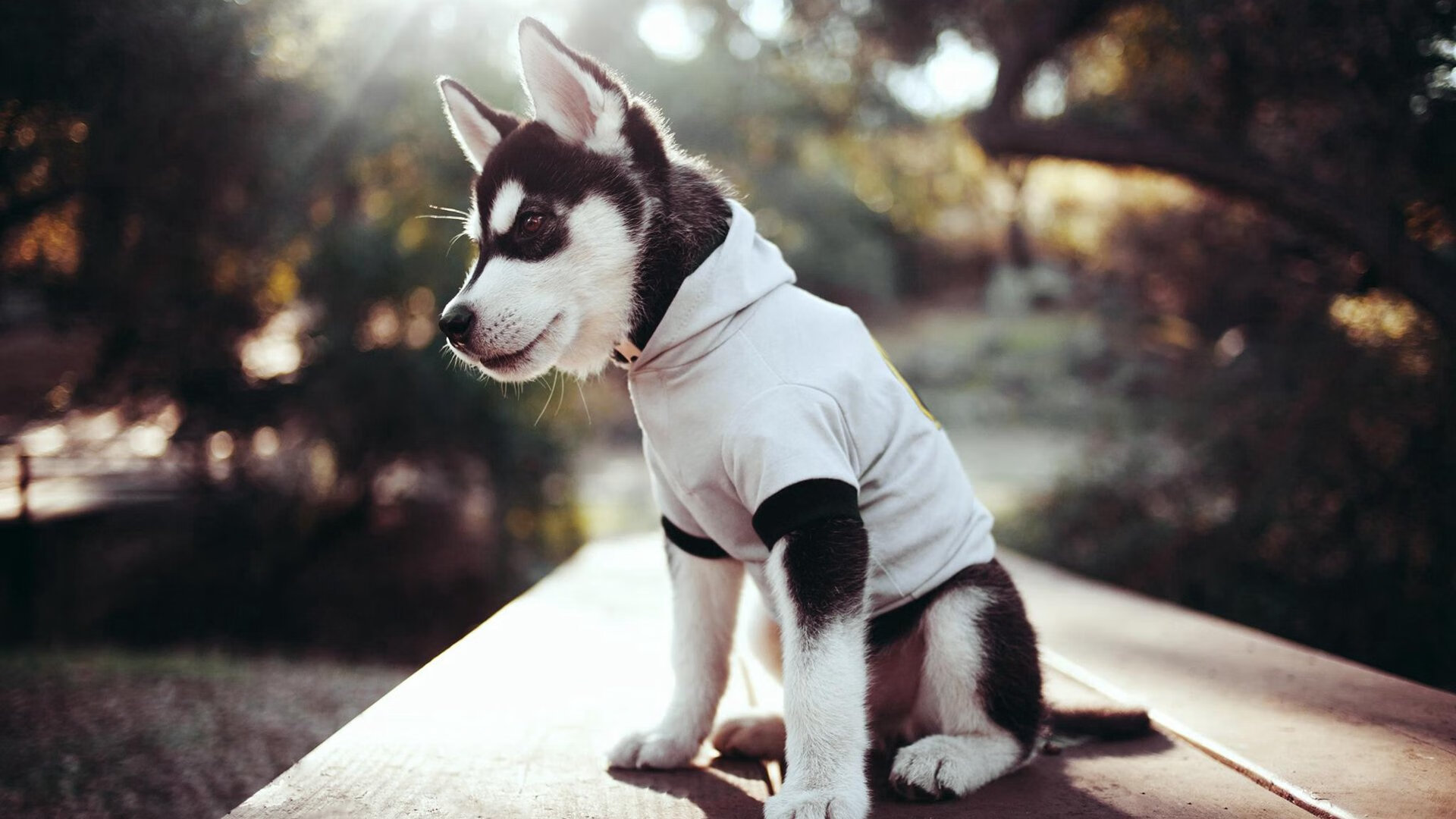 华体会在线登录-热火球员学习急停跳投提高投篮稳定性，热火连续抢七个进攻篮板